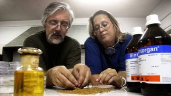   Investigadores hispano-argentinos buscan fabricar biocombustibles con la mostaza 