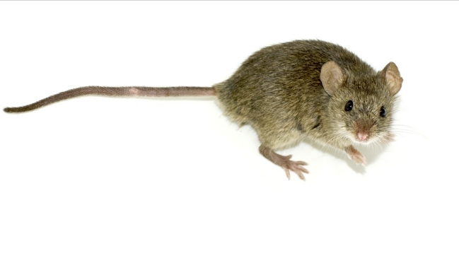  Estudio: Promiscuidad beneficia al sistema inmune  