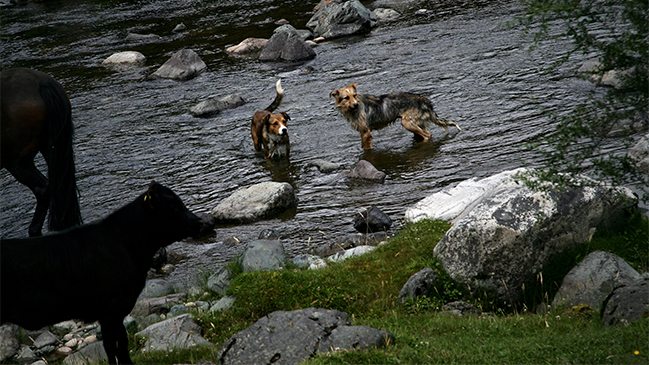 Caza de perros salvajes: La polémica que enfrenta a animalistas y autoridades