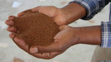 ¿Es este grano el próximo superalimento?