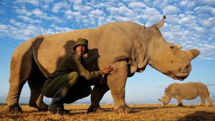  Así cuidan al último rinoceronte blanco macho del mundo 