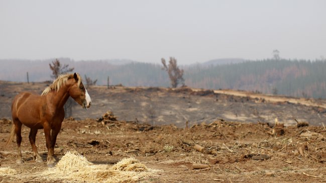 Fiscal indaga responsabilidad de empresa eléctrica en origen de incendio en Pumanque