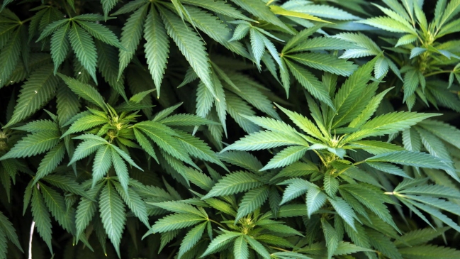 Venta de marihuana en Uruguay iniciará en una o dos semanas, según farmacias