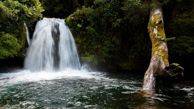 Cierran senderos en Parque Nacional Puyehue por peligro de hanta virus Cierran senderos en Parque Nacional Puyehue por peligro de hanta virus