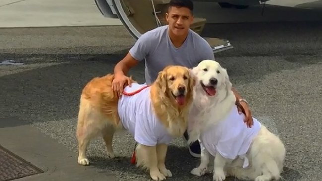 En Inglaterra se preguntan qué pasará con los perros de Alexis en Manchester En Inglaterra se preguntan qué pasará con los perros de Alexis en Manchester