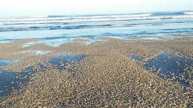 Marea roja en Aysén: Detectan niveles 