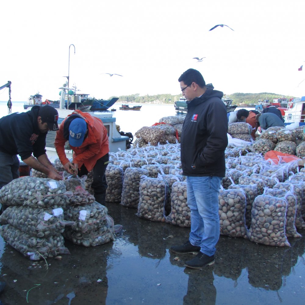 Chiloé: Decomisan cerca de nueve toneladas de almejas con marea roja Chiloé: Decomisan cerca de nueve toneladas de almejas con marea roja