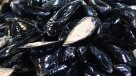 Desde ahora Junaeb incluye choritos en la dieta de los escolares en Chiloé Desde ahora Junaeb incluye choritos en la dieta de los escolares en Chiloé