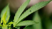 Marihuana: Canadá ve oportunidad de 