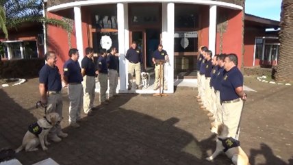   La emocionante jubilación de la perra policial “Candy” en Isla de Pascua 