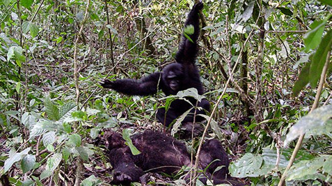 A 45 años de la primera guerra civil documentada entre primates no humanos