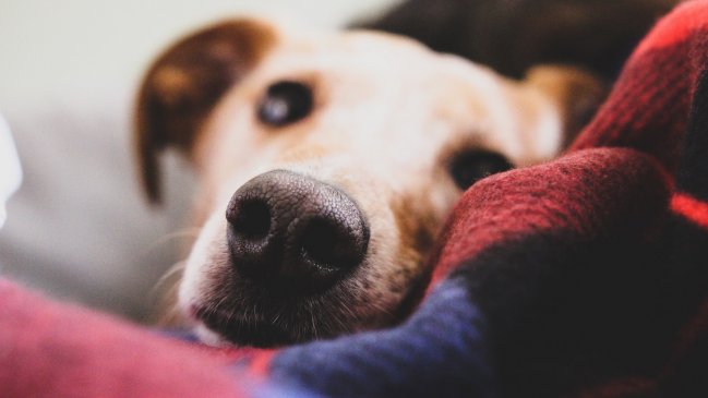 Perrita murió tras horas encerrada en un auto en Viña del Mar