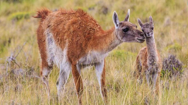 Tompkins Conservation hizo entrega oficial del Parque Patagonia al Estado de Chile