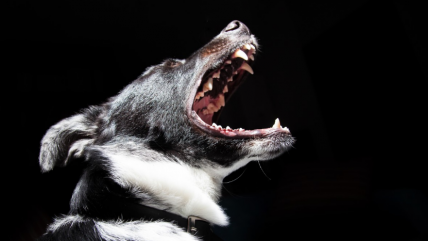  Quilpué: Perro atacó a niño de 12 años cuando transitaba con su papá  