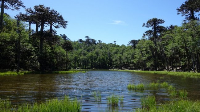 Sanos y salvos: Rescataron a jóvenes extraviados en parque Huerquehue de Pucón