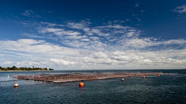 Salmoneras de Los Lagos desdramatizan suspensión de exportaciones a China