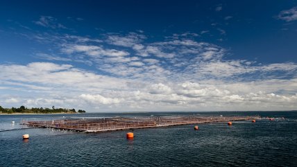  Salmoneras de Los Lagos desdramatizan suspensión de exportaciones a China  