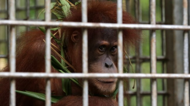 Construcción de represa eleva riesgo de extinción del orangután más vulnerable del mundo