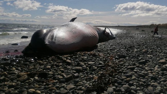 Greenpeace enciende las alarmas por ballena muerta con presunto arpón en Magallanes