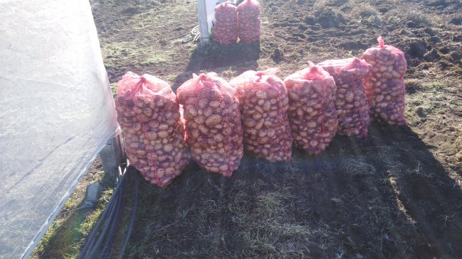 INIA prepara la cosecha más austral de papa semilla certificada