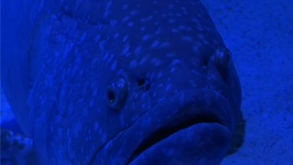 Peces de acuario público se deprimen por falta de visitantes