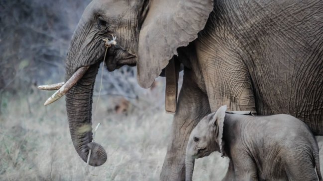 Doce elefantes murieron envenenados en parque de Zimbabue