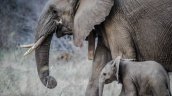 Doce elefantes murieron envenenados en parque de Zimbabue