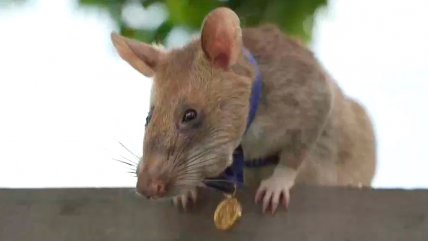  Rata es condecorada con medalla al mérito por detectar minas de la guerra de Afganistán 