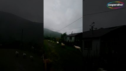  Ovejas se fueron a dormir por el eclipse  