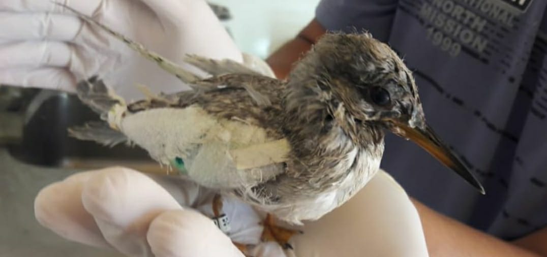 Imagen foto_00000001