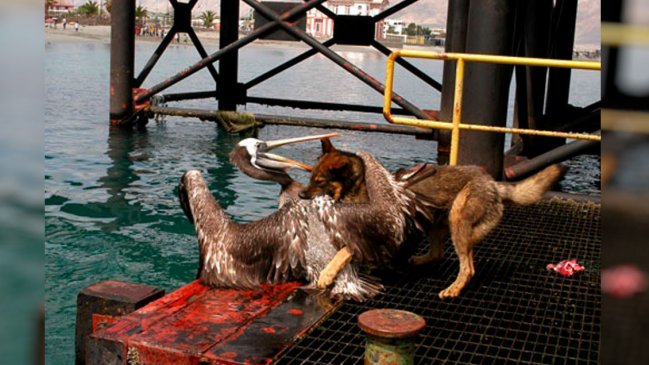 Perros abandonados amenazan la fauna silvestre de Antofagasta