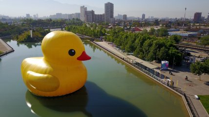  Regresó a Santiago el famoso pato de hule  