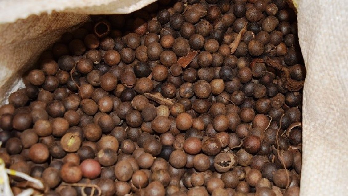 Empresa con capitales italianos construirá planta de descascarado de avellanas en Ñuble