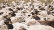 Más de 15 mil ovejas murieron tras hundirse barco que las transportaba en Sudán