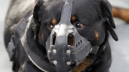  Niña de 5 años está en riesgo vital tras ser atacada por perros rottweiler  