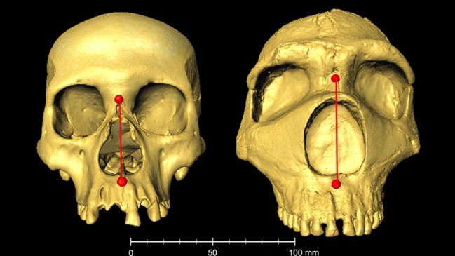 La forma de nuestra nariz, una herencia neandertal y una ventaja evolutiva