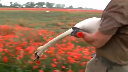  Cisnes se volvieron adictos a las amapolas y se viralizaron  