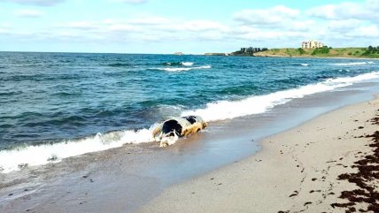   Impacto en Bulgaria por aparición de vacas muertas que llegaron a sus costas desde el Mar Negro 