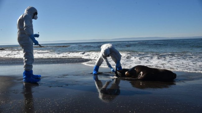 Más de 15 mil animales murieron por la gripe aviar en el primer semestre en Chile