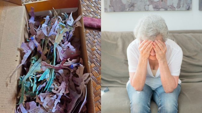 Anciana perdió siete millones de pesos por culpa de termitas: Eran los ahorros de su vida