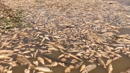  Sequía provoca la muerte de miles de peces en la Amazonía brasileña  