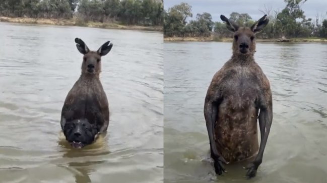 Hombre peleó con canguro para salvar a su perro de ser ahogado