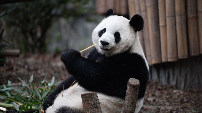 China Hoy: Pandas gigantes, un esfuerzo de conservación