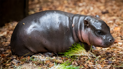   Tierno hipopótamo bebé es el nuevo integrante de un zoológico checo 