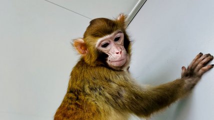  Clonaron un mono rhesus que sobrevivió más de dos años  