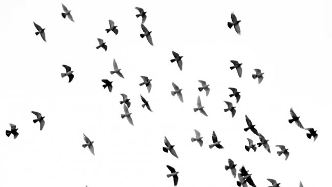 Las aves modernas evolucionaron antes de la extinción de los dinosaurios