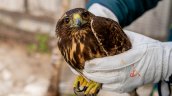 Liberan a peuco rescatado durante el temporal en la Región del Biobío Liberan a peuco rescatado durante el temporal en la Región del Biobío
