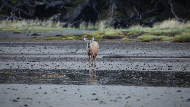 Detectan un huemul, especie en peligro de extinción, en la zona más austral de Chile