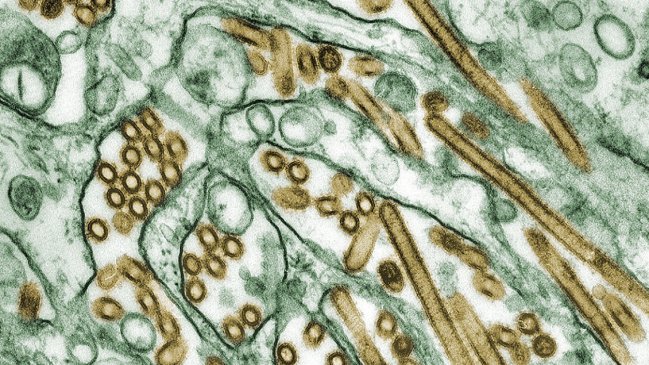 Gripe aviar altamente patogénica se expande por la Antártica más de lo esperado