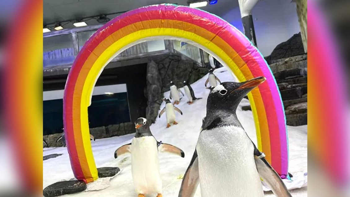 Murió pingüino gay que incubó una cría junto a su pareja